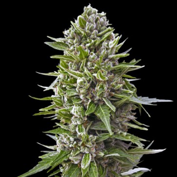 Насіння конопель Northern Lights Feminised